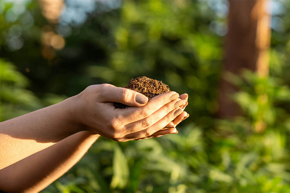 An image of what appears to be a white female's hands holding fertile dirt.